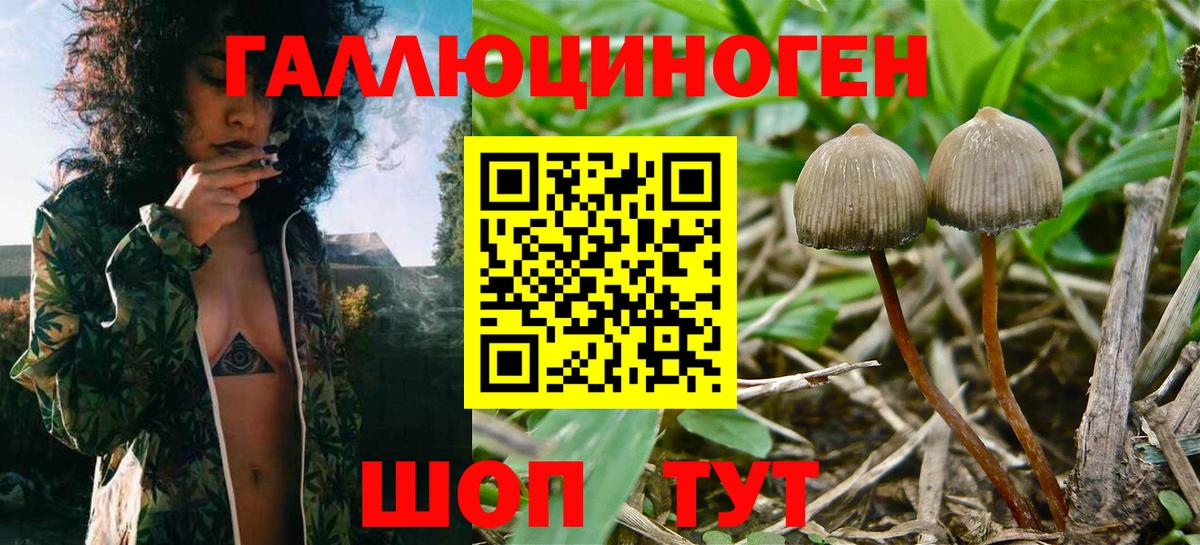 Бор  Галлюциногенные грибы Cubensis  Вход с VPN 